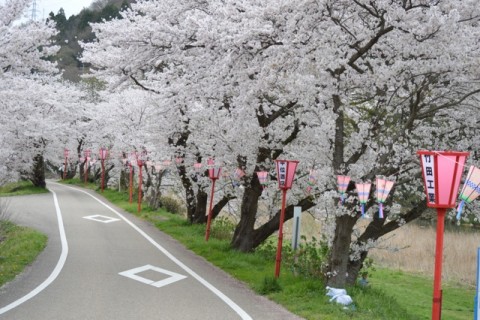 hanami4